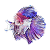 Fighting fish