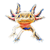 Axolotl