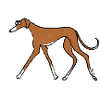 Azawakh