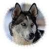 Husky