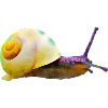 snail