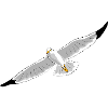 gull
