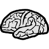 Brain