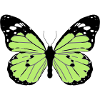 Black and green butterfly