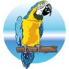 parrot