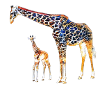 Giraffen