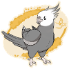White face Cockatiel