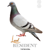 Local Resident