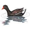 Moorhen