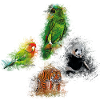 Jungle Animals