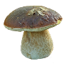 cèpe