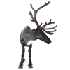 Reindeer