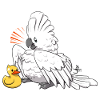 Umbrella Cockatoo