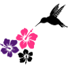 Colibri avec des fleurs d'hibiscus