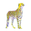 cheetah