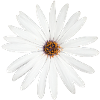 Daisy Flower