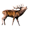 Gift idea roaring deer