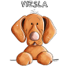 Funny Vizsla