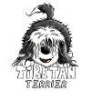 Sweet Tibetan Terrier
