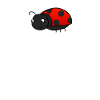 Ladybug ladybug