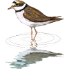 Little ringed plover
