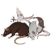 " Ratties "