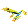 Poisonous frog