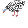 Guinea Fowl