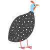 Guinea Hen 2