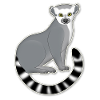 A katta is looking