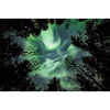 Grüne Nordlichter im Wald
