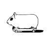 Guinea Pig Skateboarder