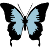 butterfly blue ulysses