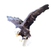 Eagle in a swoop