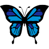 Blue butterfly