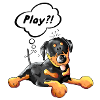 Playing Rottweiler