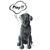 Flat Coated Retriever Play