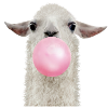 Bubble gum lama