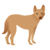 Single dingo dog looking happy