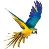 Blaugelber Ara low poly