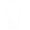 Elephant from Africa