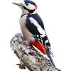 Spotted Woodpecker