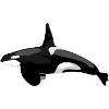 Orca
