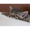 Sheep cat - sleeping kitty