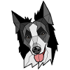 Border-Collie - Schwarzweiss
