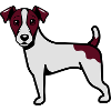 Hund Labrador