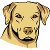 Hund mops