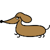 dachshund