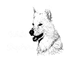 weißer Schäferhund,Schweizer Schäferhund,