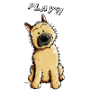 Cairn Terrier Play
